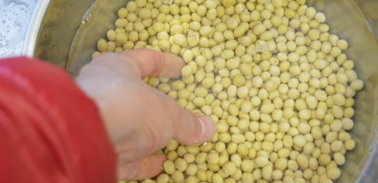 Cooking the soy beans for natto