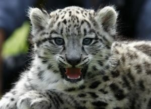 JUN snow leopard strain